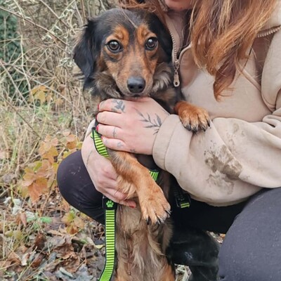 😉Nisha Langhaar Dackel Mix hat ein sehr sanftes und zurückhaltendes Wesen und ist extrem freundlich und anhänglich💥, Langhaar Dackel Mischling - Hündin