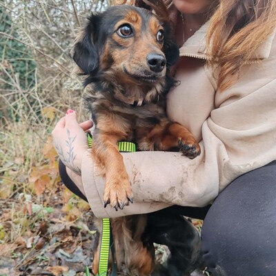 😉Nisha Langhaar Dackel Mix hat ein sehr sanftes und zurückhaltendes Wesen und ist extrem freundlich und anhänglich💥, Langhaar Dackel Mischling - Hündin