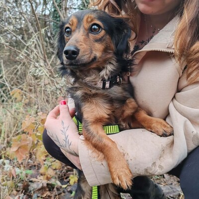 😉Nisha Langhaar Dackel Mix hat ein sehr sanftes und zurückhaltendes Wesen und ist extrem freundlich und anhänglich💥, Langhaar Dackel Mischling - Hündin