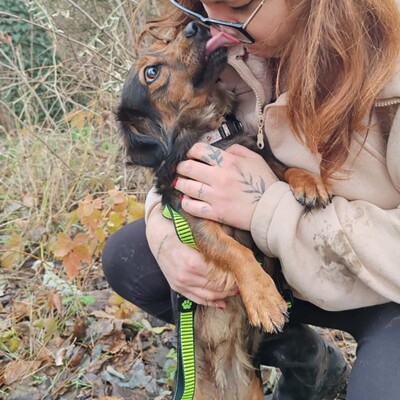 😉Nisha Langhaar Dackel Mix hat ein sehr sanftes und zurückhaltendes Wesen und ist extrem freundlich und anhänglich💥, Langhaar Dackel Mischling - Hündin