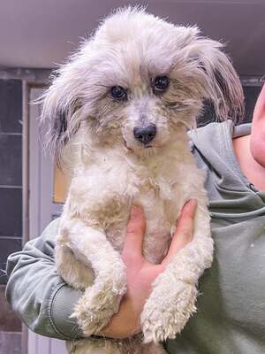 Nisha, Malteserdoodle Mischling - Hündin