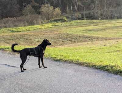 Nisha, geb. 2017 sucht liebevolles Zuhause, Mischling - Hündin