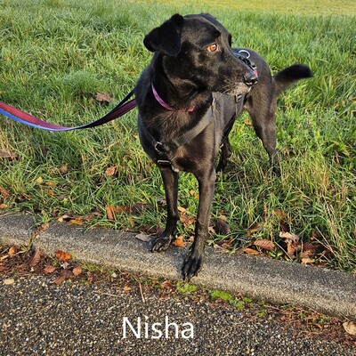 Nisha, geb. 2017 sucht liebevolles Zuhause, Mischling - Hündin