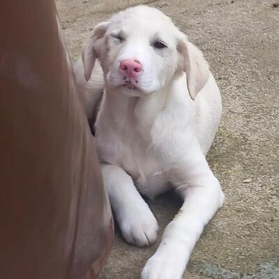 Niva - verspielt & lebhaft 🥳