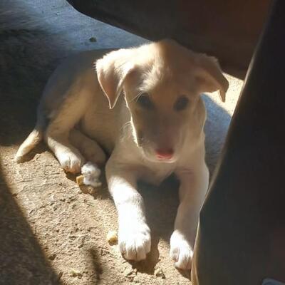 Niva - verspielt & lebhaft 🥳, Mischling Welpen - Hündin