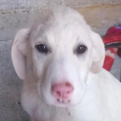 Niva - verspielt & lebhaft 🥳, Mischling Welpen - Hündin