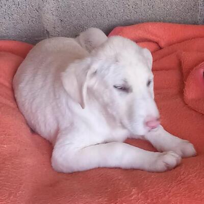 Niva - verspielt & lebhaft 🥳, Mischling Welpen - Hündin