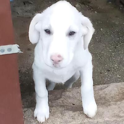 Niva - verspielt & lebhaft 🥳, Mischling Welpen - Hündin