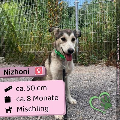 💐 Nizhoni Slowakei (NB) Mischling Hündin ca. 8 Monate, Mischling - Hündin