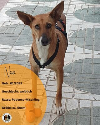 Noa