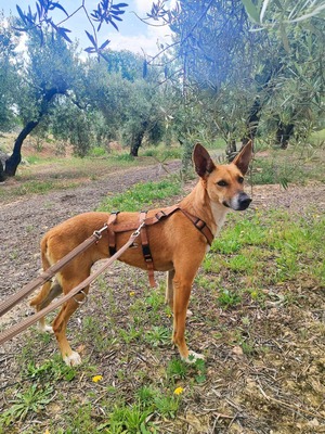 Noa, Podenca - Hündin