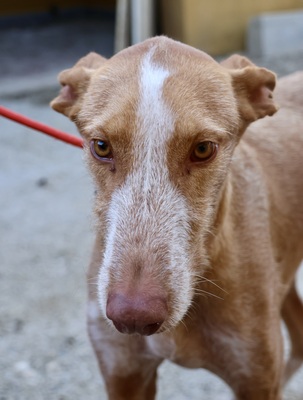 Noa, Podenco Andaluz - Mix - Rüde