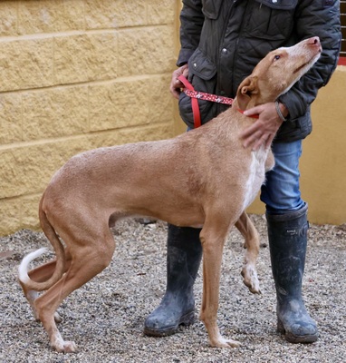 Noa, Podenco Andaluz - Mix - Rüde