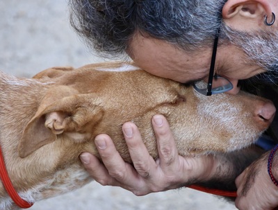 Noa, Podenco Andaluz - Mix - Rüde