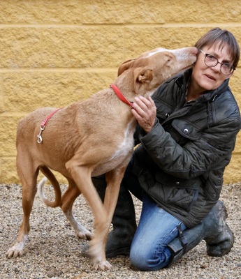 Noa, Podenco Andaluz - Mix - Rüde