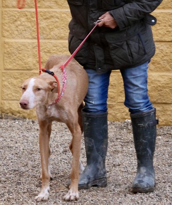 Noa, Podenco Andaluz - Mix - Rüde