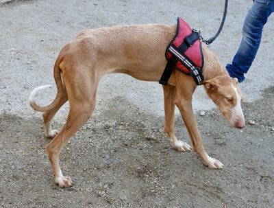 Noa, Podenco Andaluz - Mix - Rüde