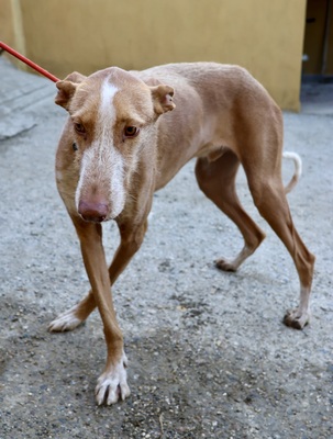 Noa, Podenco Andaluz - Mix - Rüde