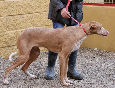 Noa, Podenco Andaluz - Mix - Rüde