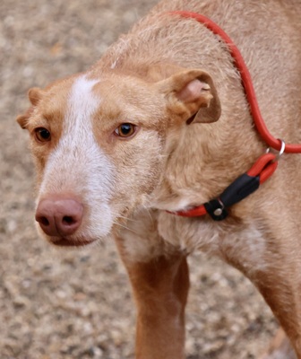 Noa, Podenco Andaluz - Mix - Rüde