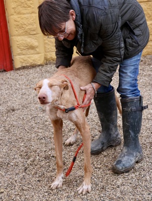 Noa, Podenco Andaluz - Mix - Rüde