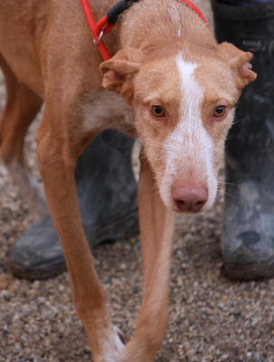 Noa, Podenco Andaluz - Mix - Rüde