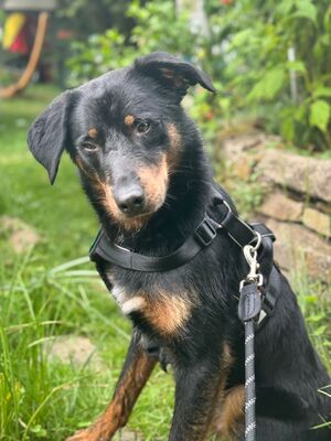 Noah, Mischling - Rüde