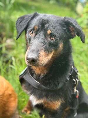 Noah, Mischling - Rüde
