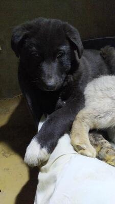 Noah, Mischling Welpen - Rüde