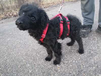 Noar - Verzückender Hundejunge, ca. 3 Monate/33cm/8kg, Mischling Welpen - Rüde