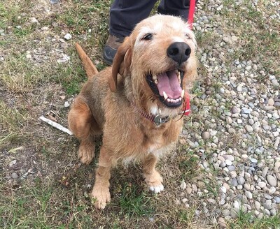 Nobel Griffon fauve de Bretagne Rüde sucht sein Zuhause, Griffon fauve de Bretagne - Rüde