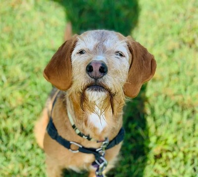 Nobel älterer Griffon fauve de Bretagne Rüde leidet im Tierheim, Griffon fauve de Bretagne - Rüde