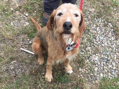 Nobel älterer Griffon fauve de Bretagne Rüde leidet im Tierheim, Griffon fauve de Bretagne - Rüde