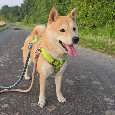 Nobuko, Shiba-Inu - Hündin