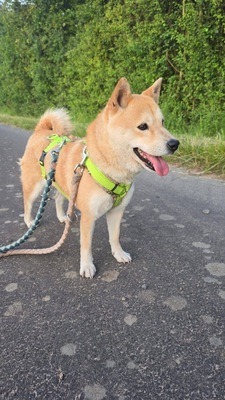 Nobuko, Shiba-Inu - Hündin