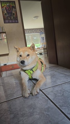 Nobuko, Shiba-Inu - Hündin