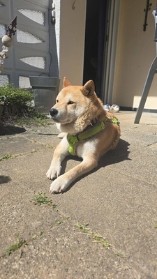Nobuko, Shiba-Inu - Hündin
