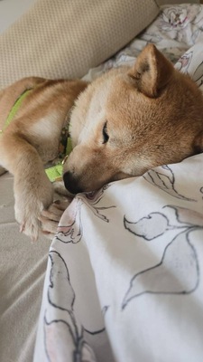 Nobuko, Shiba-Inu - Hündin