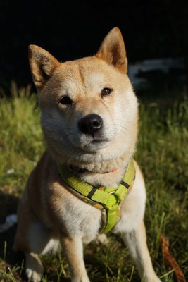 Nobuko, Shiba-Inu - Hündin