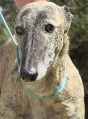 Nochebuena, Galgo Español - Hündin