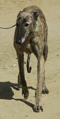 Nochebuena, Galgo Español - Hündin