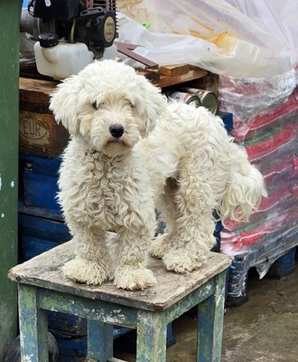 Noddles, Bichon Frisé - Mix - Hündin