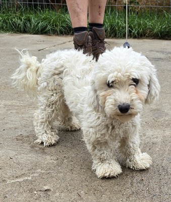 Noddles, Bichon Frisé - Mix - Hündin