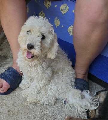 Noddles, Bichon Frisé - Mix - Hündin