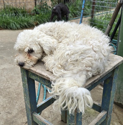 Noddles, Bichon Frisé - Mix - Hündin