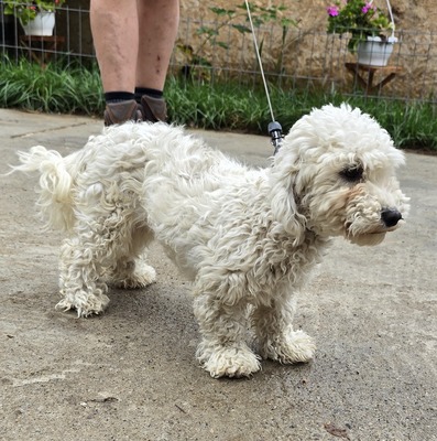 Noddles, Bichon Frisé - Mix - Hündin