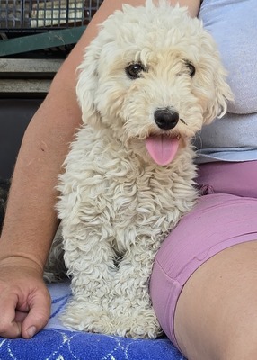 Noddles, Bichon Frisé - Mix - Hündin