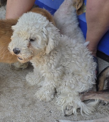 Noddles, Bichon Frisé - Mix - Hündin