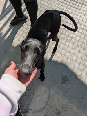 Noe, Galgo - Hündin