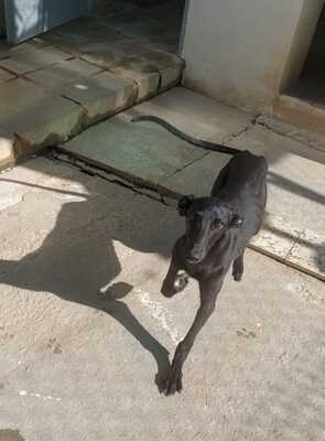 Noe, Galgo - Hündin